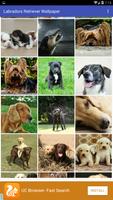 Labradors Retriever Wallpaper Screenshot 1