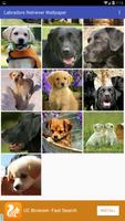 Labradors Retriever Wallpaper Screenshot 2