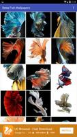 Betta Fish Wallpapers 포스터