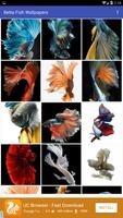 Betta Fish Wallpapers Affiche