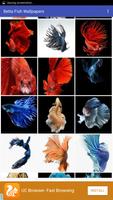 Betta Fish Wallpapers capture d'écran 1