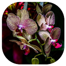 Orchid Wallpaper APK
