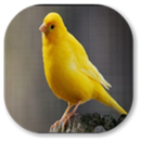 Kanarienvogel APK