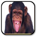 Maymun sesleri APK