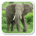 Elephant Sounds