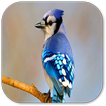 Birds Sounds