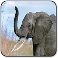Elephant Sounds