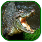 crocodile sounds icône