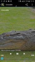 crocodile sounds スクリーンショット 1