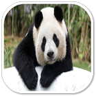 Panda Sounds icon