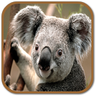 Koala Sounds-icoon
