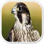 Falcon Sounds icon