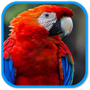 Parrot Sound aplikacja