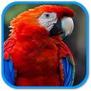 Parrot Sound APK