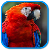 Parrot Sound icône
