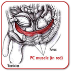 PC Muscle Exercises icône