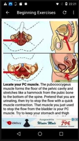 Pubococcygeus pc muscle