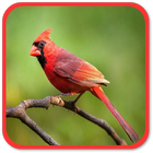 Linnet Sounds biểu tượng