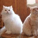 Cat breeds-APK