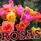 Imágenes de rosas preciosas-icoon