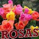 Imágenes de rosas preciosas APK