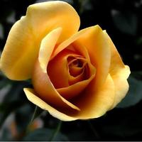Imágenes de rosas preciosas bài đăng
