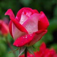 Imágenes de rosas preciosas تصوير الشاشة 1