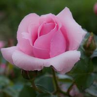 Imágenes de rosas preciosas 截图 2