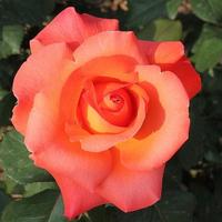 برنامه‌نما Imágenes de rosas preciosas عکس از صفحه