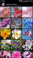 برنامه‌نما Flores de Primavera عکس از صفحه
