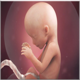 Fetal Development icône