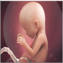 Fetal Development APK