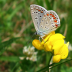 mariposas