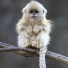 Wild Baby Animals-icoon