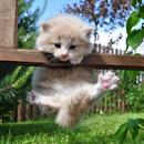 APK Cute Little Kittens