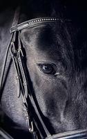Horses পোস্টার
