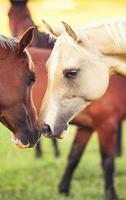 Horses স্ক্রিনশট 1