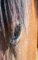 Horses স্ক্রিনশট 2