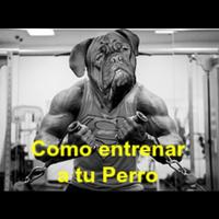 پوستر Como Entrenar a Tu Perro