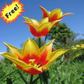 Flowers Images