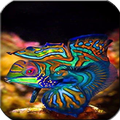Oceanic Fishes Wallpaper