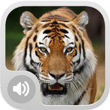 Tiger Sounds MP3 icône