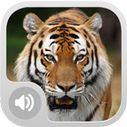 Tiger Sounds MP3-icoon