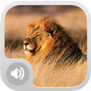 APK Lion Sounds Effects