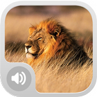 Lion Sounds Effects icône