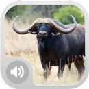 Buffalo Sounds! APK