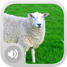 Sheep Sounds HD icône