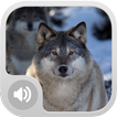 Wolf Sounds!