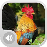 Rooster Alarm Sounds icône