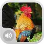 Rooster Alarm Sounds 图标